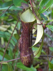 Nepenthes gracilis