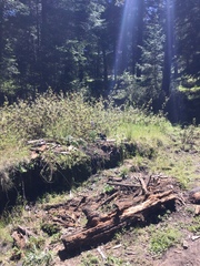 Pseudoeurycea leprosa