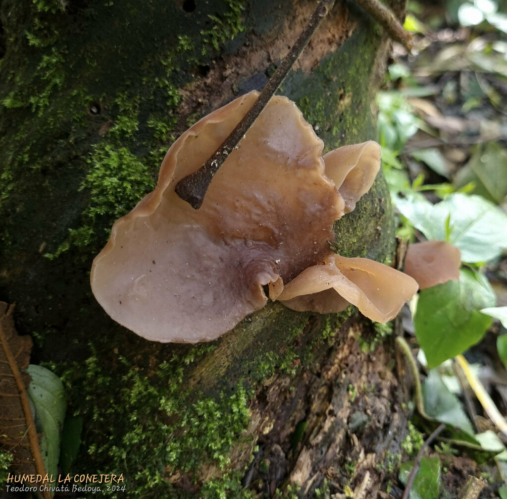 Auricularia fuscosuccinea · November 2024 · photo: © teodoro_chivatabedoya (iNaturalist, cc-by)