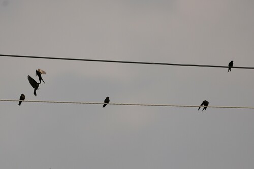Black Saw-wing (Psalidoprocne pristoptera), photo 10