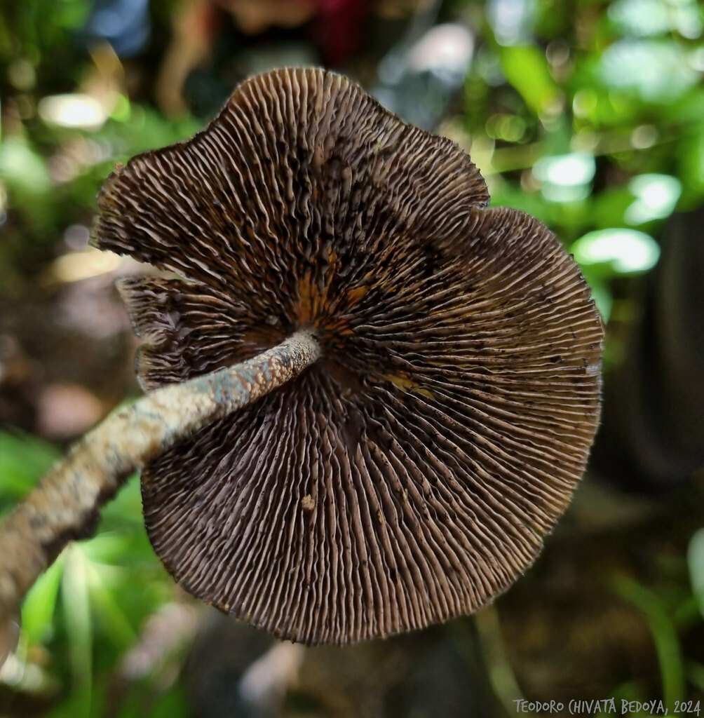 Psilocybe zapotecorum · November 2024 · photo: © teodoro_chivatabedoya (iNaturalist, cc-by)