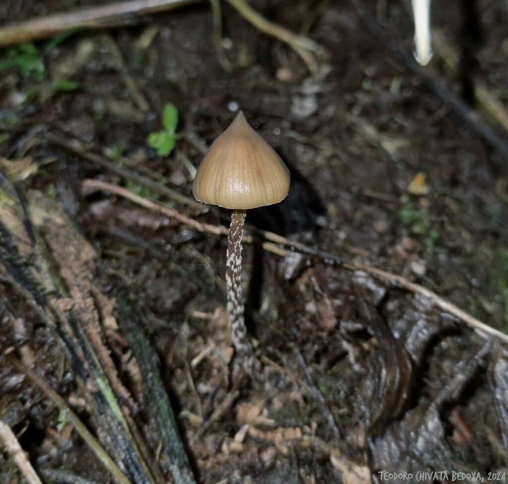 Psilocybe yungensis · November 2024 · photo: © teodoro_chivatabedoya (iNaturalist, cc-by)