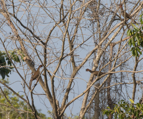 Little Chachalaca (Ortalis motmot), photo 3