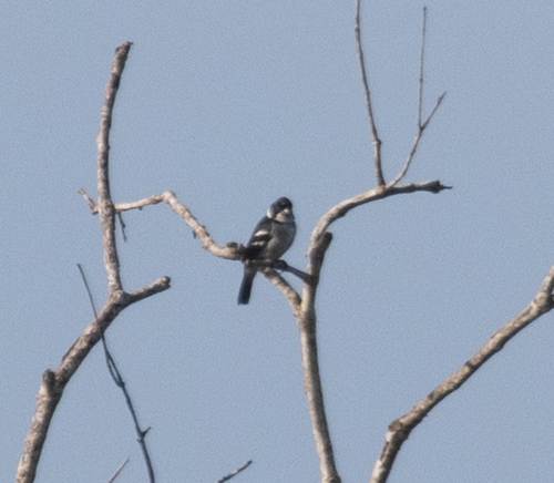 Wing-barred Seedeater (Sporophila americana), photo 6