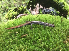 Pseudoeurycea leprosa