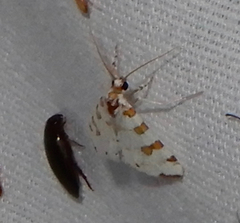 Conchylodes octonalis