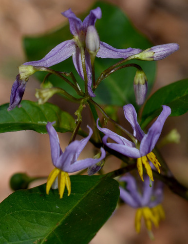 Solanum viridifolium
