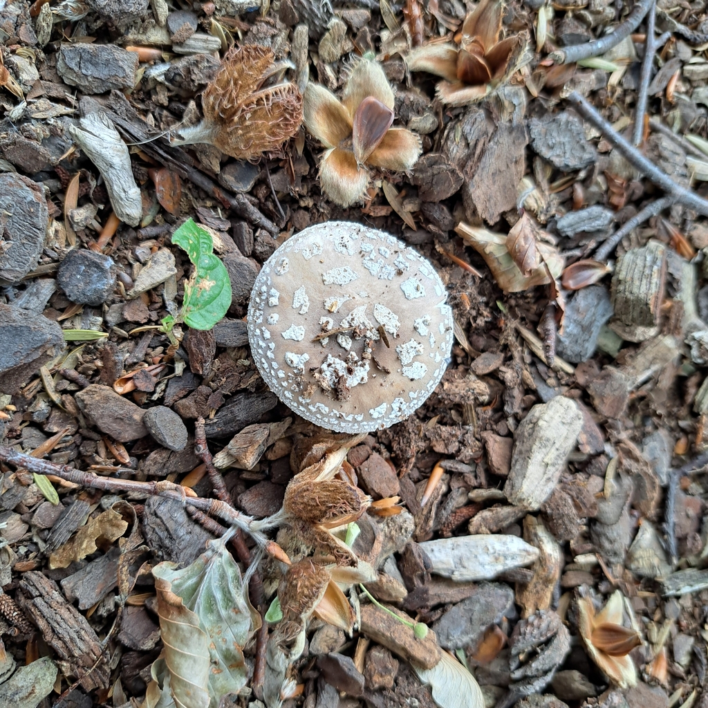 Amanita excelsa spissa · January 2025 · photo: © cooperj (iNaturalist, cc0)