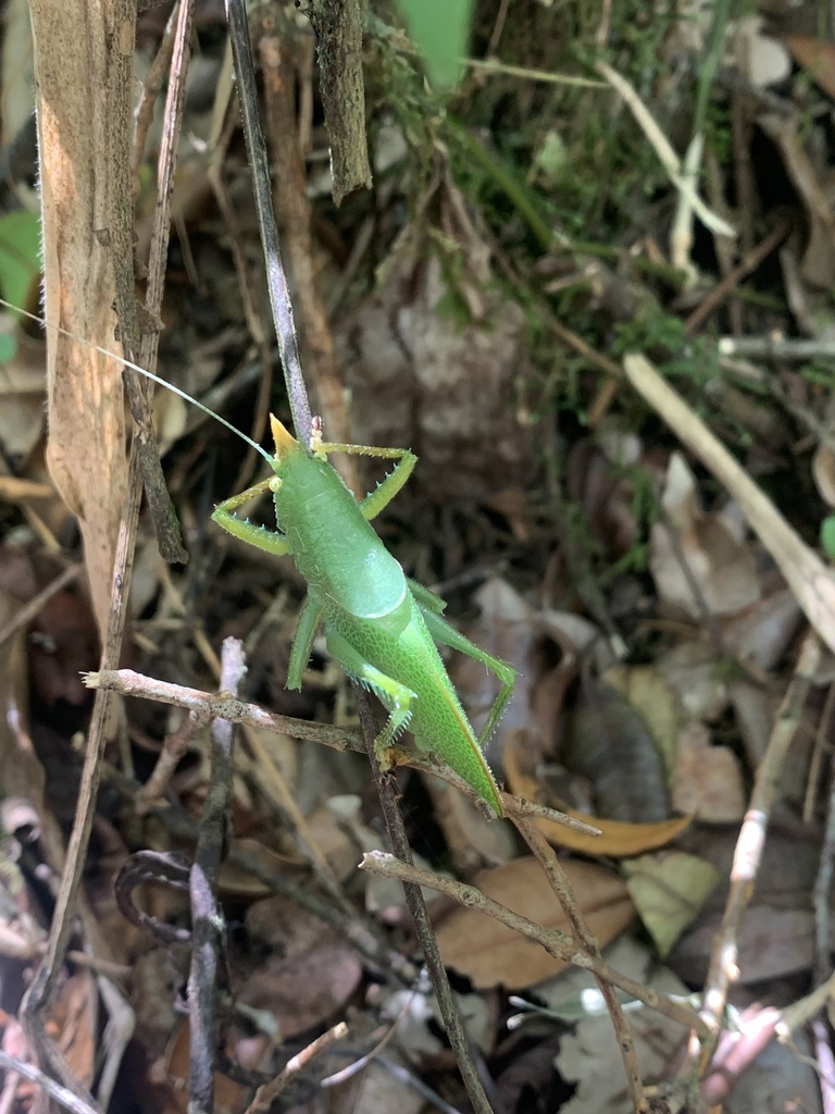 Copiphora cephalotes