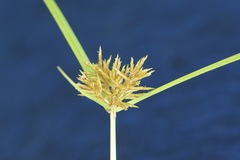 Cyperus odoratus squarrosus