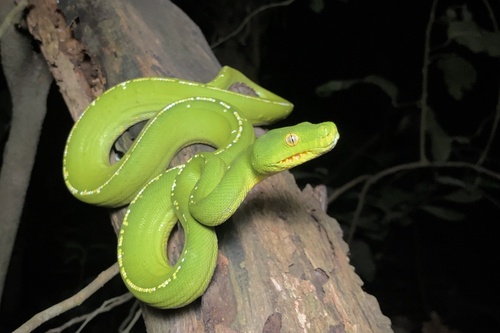 Southern Green Python sighting