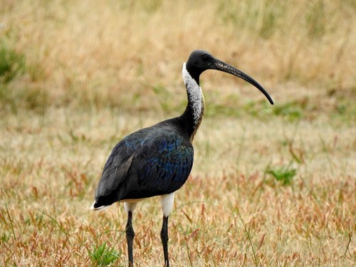Straw-necked Ibis