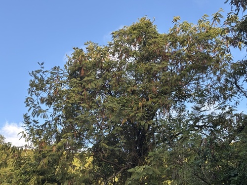 Foto de Angico-preto