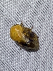 Clastoptera achatina