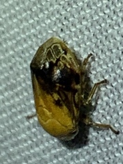 Clastoptera achatina