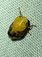 Clastoptera achatina