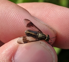 Chrysops univittatus