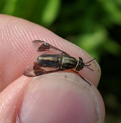 Chrysops univittatus