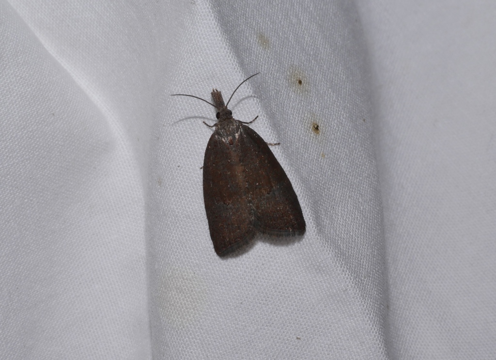 Syllomatia