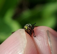 Chrysops univittatus