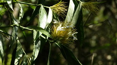 Justicia croceochlamys, photograph (c) Kristiina Hurme, some rights reserved (CC BY)