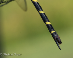 Cordulegaster erronea