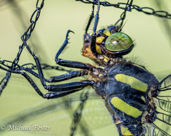 Cordulegaster erronea