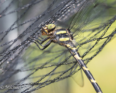 Cordulegaster erronea