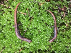 Pseudoeurycea leprosa