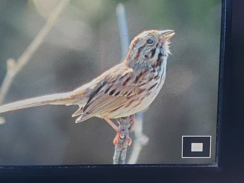 Song Sparrow photographed in Maine