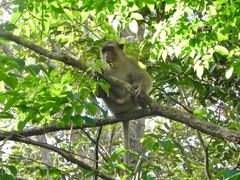 Macaca fascicularis