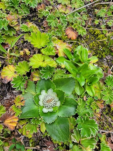 Image of Eryngium humile by no rights reserved