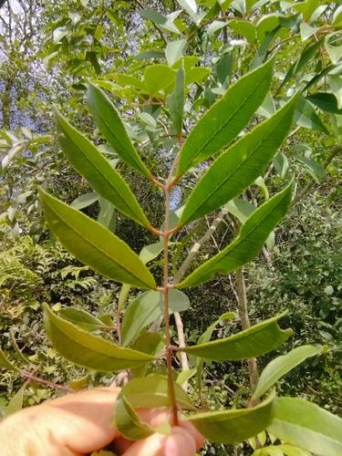 Image of Zanthoxylum rhoifolium by no rights reserved