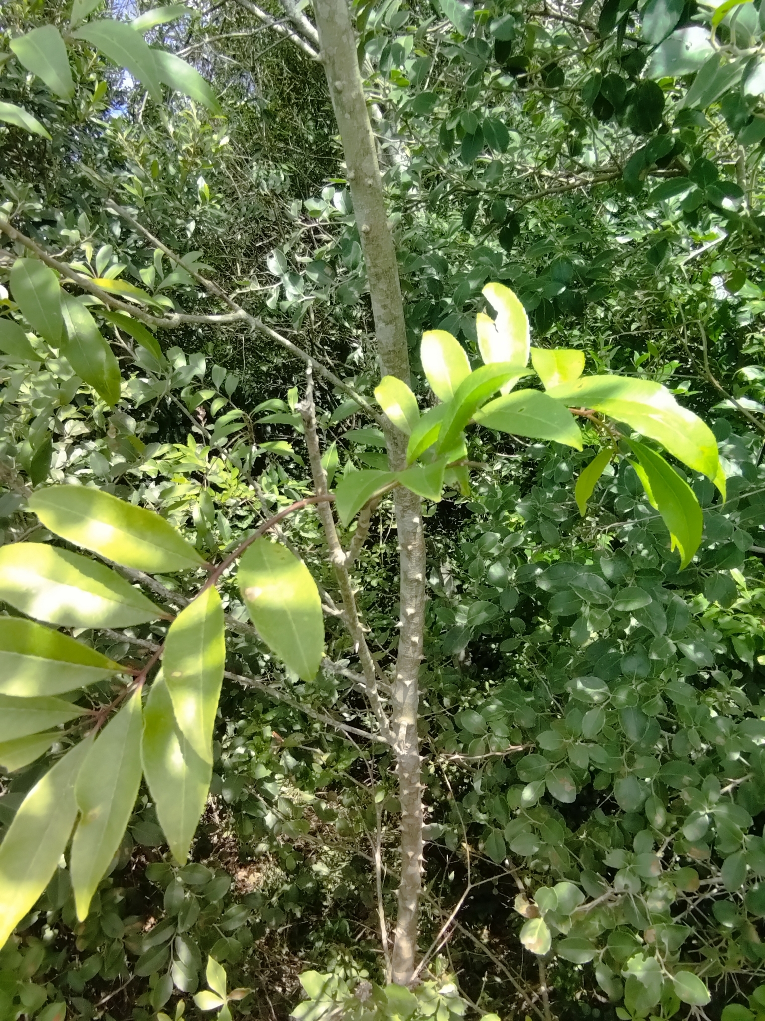 Imagem de Mamica-de-porca