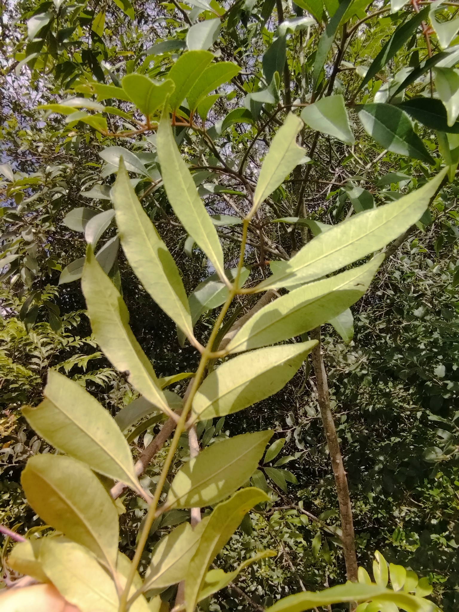 Imagem de Mamica-de-porca
