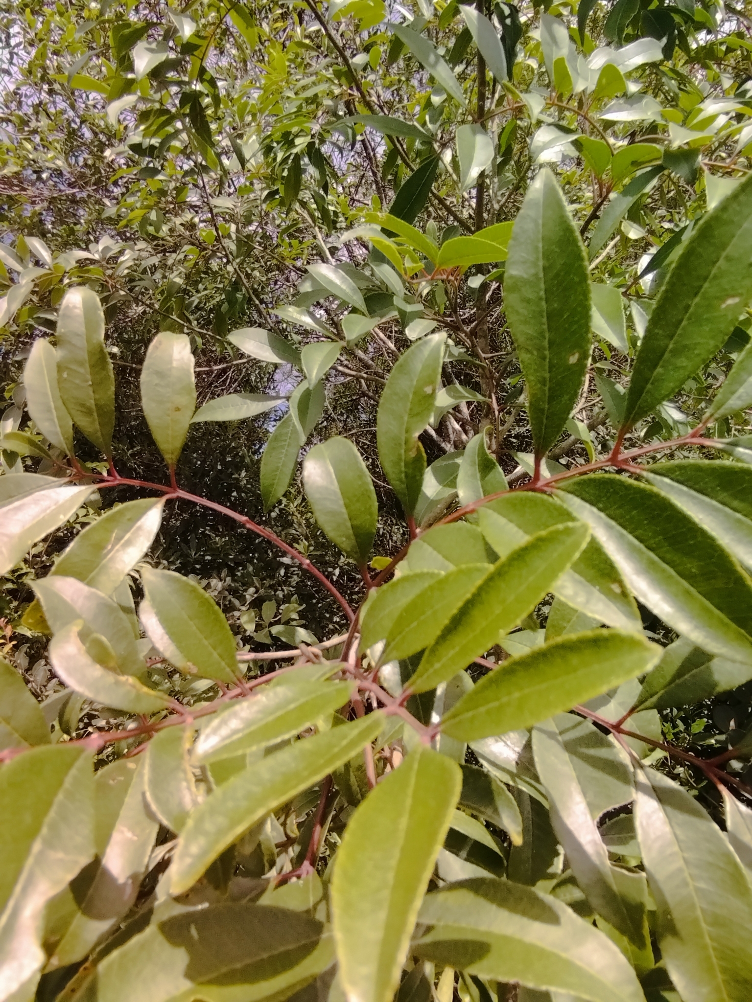 Imagem de Mamica-de-porca