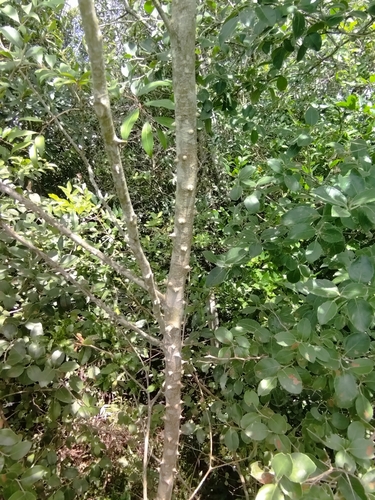 Image of Zanthoxylum rhoifolium by no rights reserved