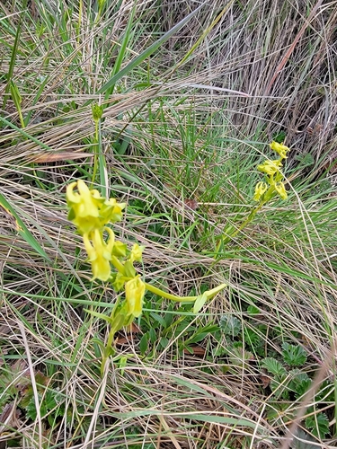 Image of Halenia weddelliana by no rights reserved