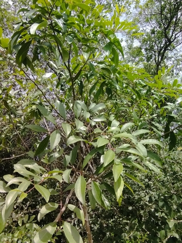 Image of Zanthoxylum rhoifolium by no rights reserved