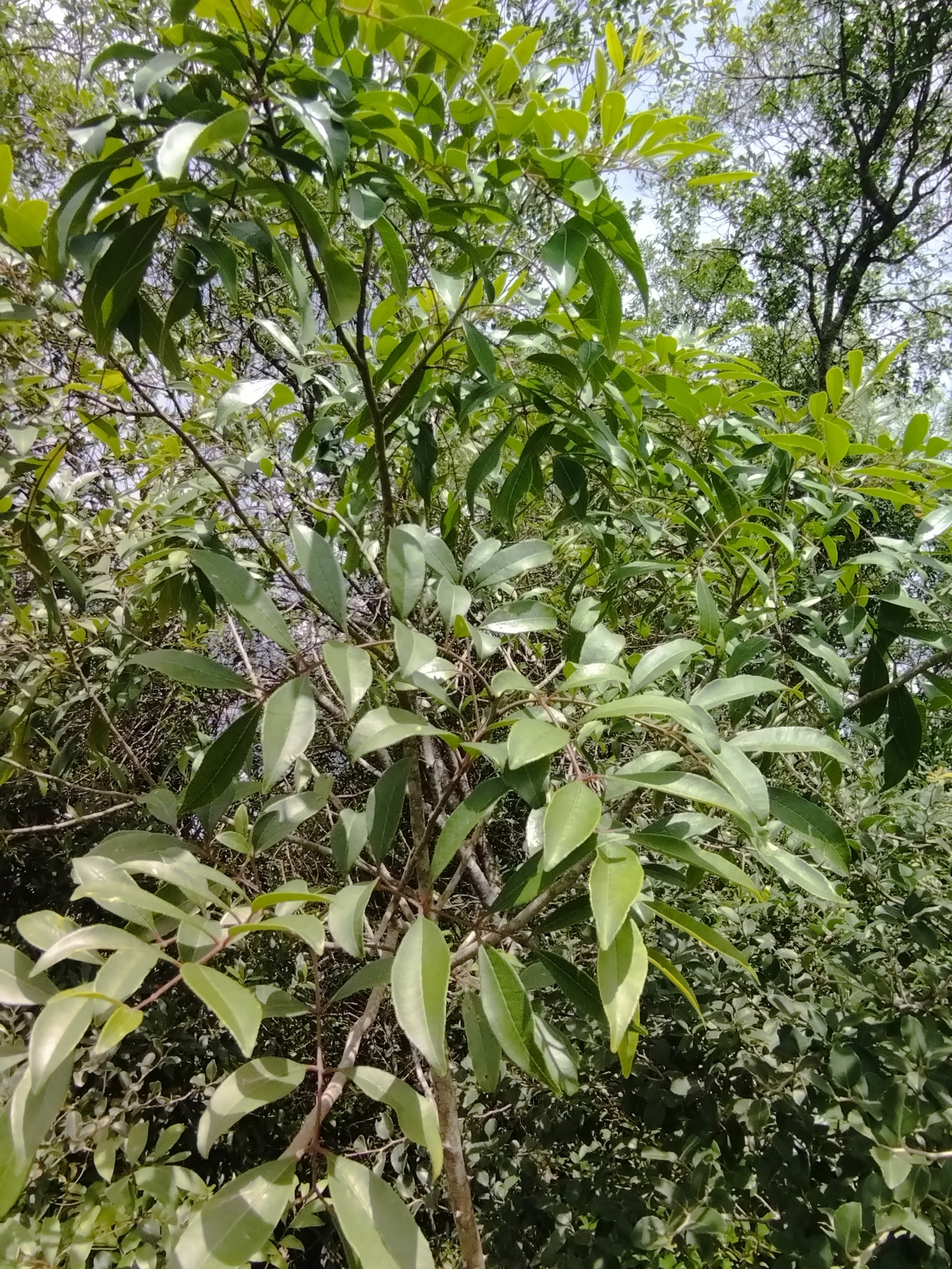 Imagem de Mamica-de-porca