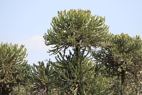 Euphorbia magnicapsula