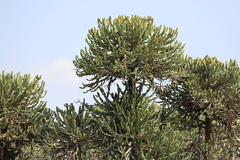 Euphorbia magnicapsula