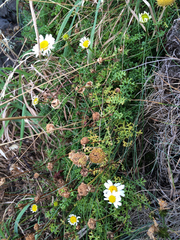 Tripleurospermum maritimum maritimum