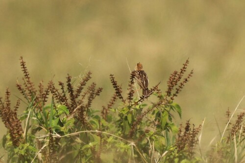 Pectoral-patch Cisticola (Cisticola brunnescens), photo 7