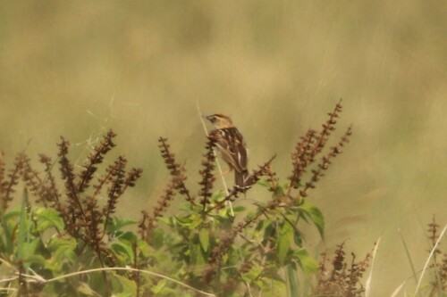 Pectoral-patch Cisticola (Cisticola brunnescens), photo 7