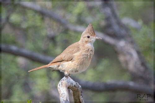 Crested Hornero (Furnarius cristatus), photo 8
