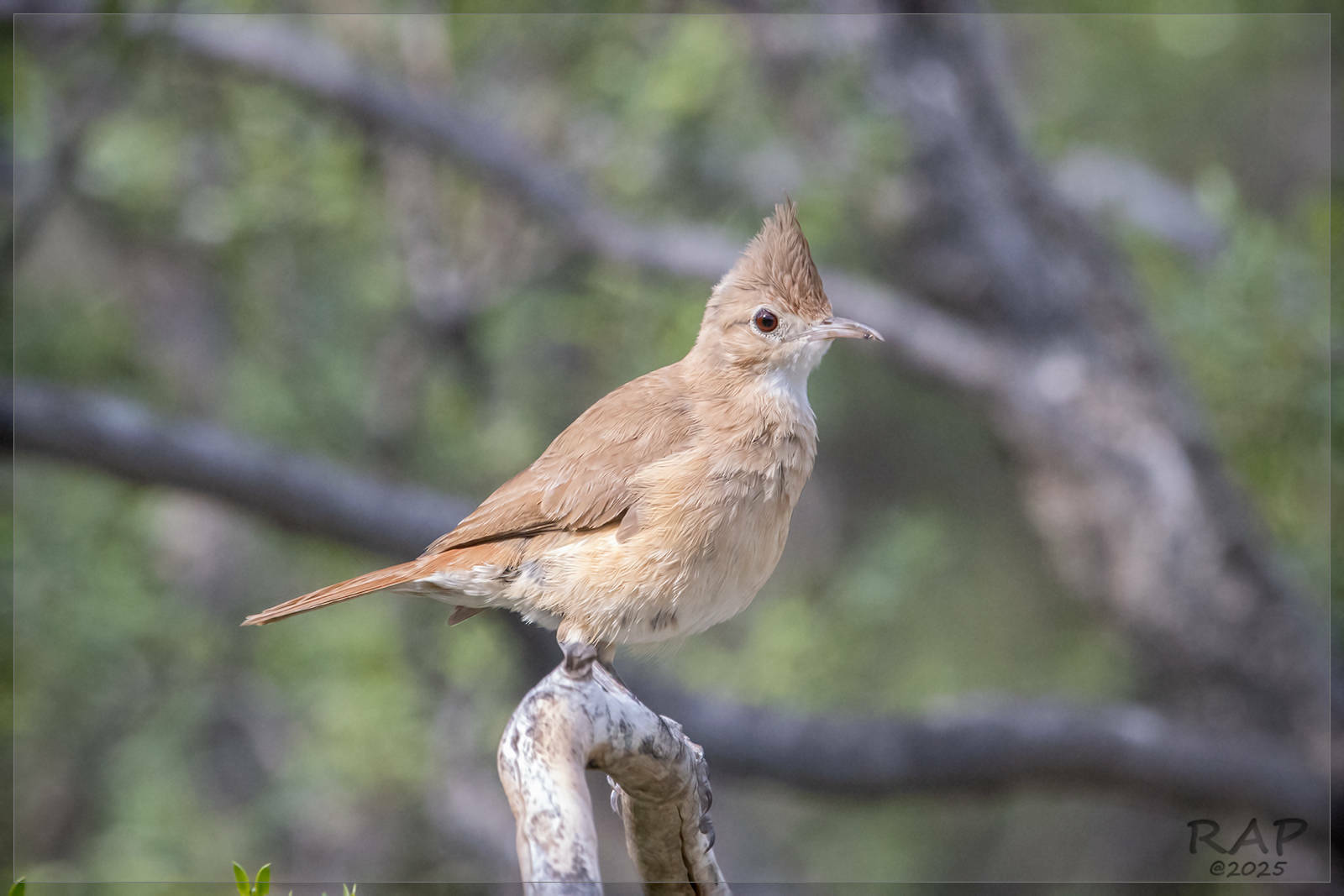Crested Hornero (Furnarius cristatus), photo 9