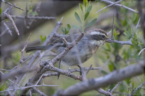 Ringed Warbling Finch (Microspingus torquatus), photo 4