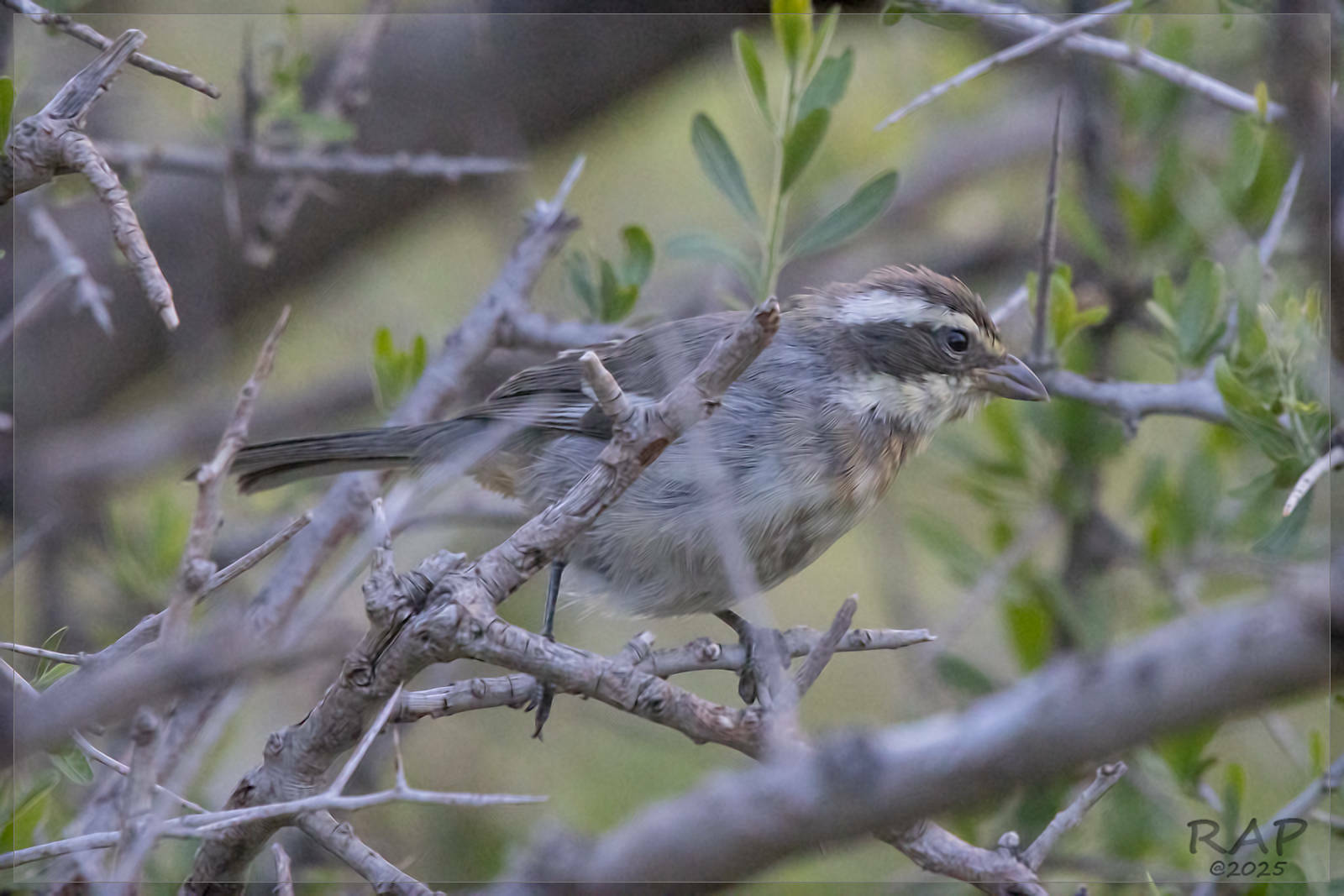 Ringed Warbling Finch (Microspingus torquatus), photo 6