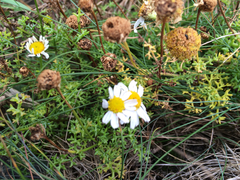 Tripleurospermum maritimum maritimum